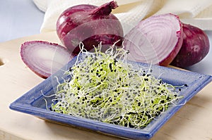 Onion germ sprouts