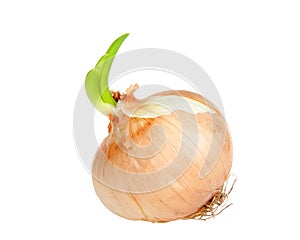 Onion gone to seed, sprouting. Isolated on white background