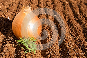 Onion and Green Plant