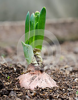 Onion in the ground