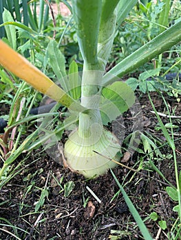 Onion growing