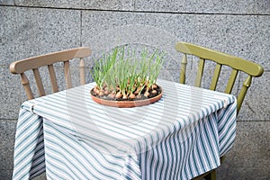 Onion growing from a container located on a restaurant table.