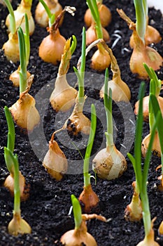 Onion growing