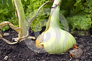 Onion growing.