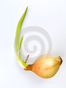 Onion growing on white background