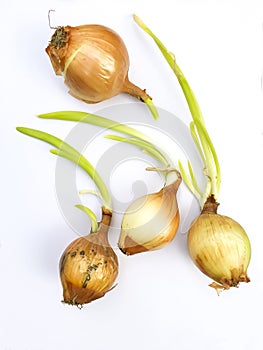 Onion growing on white background