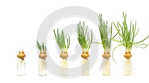 Onion growth process, illustration of gradual growth, concept of development, evolution. isolated on a white background