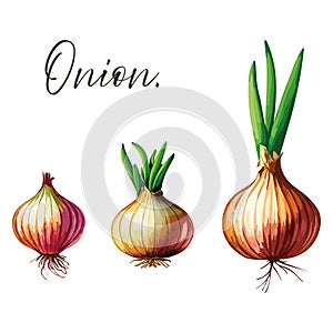 Onion growth stage