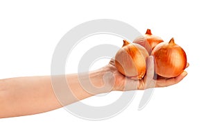 onion in hand path isolated