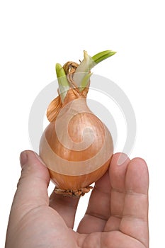 Onion in hand solated on white