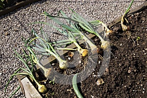 Onion Harvest