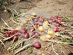 Onion harvest