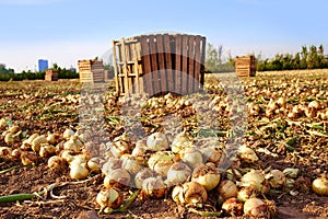 Onion harvest in Valencia Spain huerta