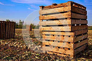 Onion harvest in Valencia Spain huerta