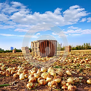 Onion harvest in Valencia Spain huerta