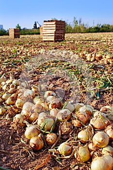 Onion harvest in Valencia Spain huerta photo