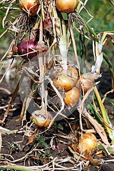 Onion harvesting