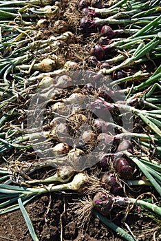 Onion harvesting