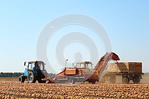 Onion harvesting with modern agricultural equipment