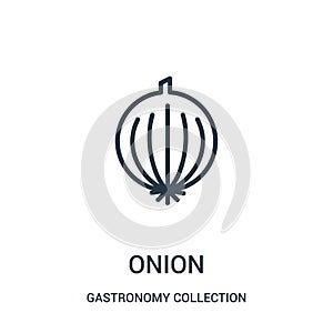 onion icon vector from gastronomy collection collection. Thin line onion outline icon vector illustration