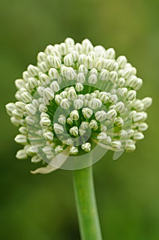 Onion Inflorescence