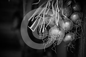 Onion layers in black and white