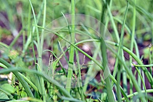 Onion leaf disorder symptomp from post emergence herbicide