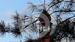 An onion looking doom on a roof of a building through a fir branch