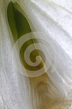 Onion macro