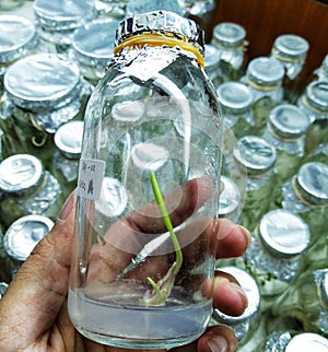 Onion meristem  in vitro glass bottle photo
