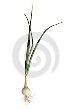 Onion plant