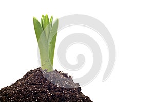 Onion plant growing