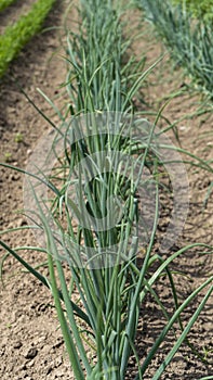 Onion Plant Growing in Black Earth, Concept of Organic Farming, Rows in the Field That Are Grown Organic Farm.