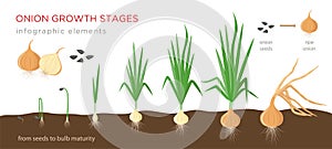 Onion plant growing stages from seeds to ripe onion - development of onion seeds, growth cycle - set of botanical