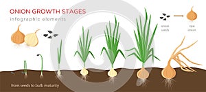 Onion plant growing stages from seeds to ripe onion - development of onion seeds, growth cycle - set of botanical photo