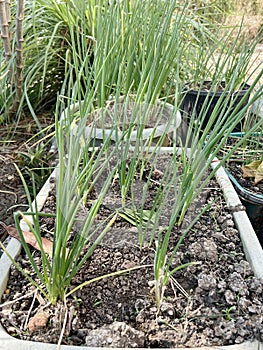 Onion plant in nature garden