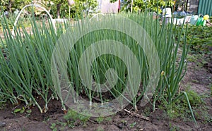 Onion plant from an organic onion bed. onion crop grown in an agricultural field or farm.