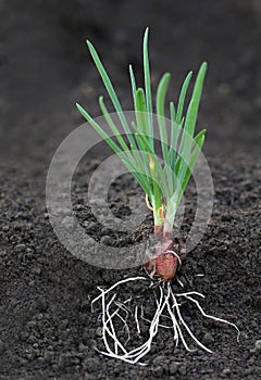 Onion plant with roots