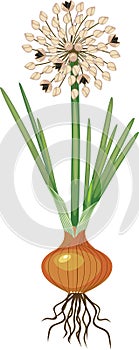 Onion plant with seed ball, bulb and green leaves on white background
