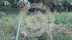 Onion plant with seeds in the harden, countryside area
