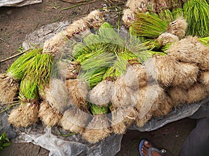 Onion plant in vegetable market.