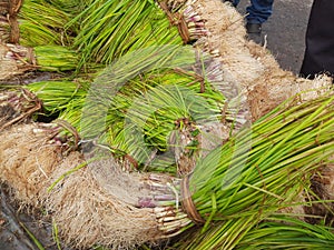Onion plant in vegetable market.