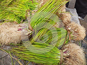 Onion plant in vegetable market.