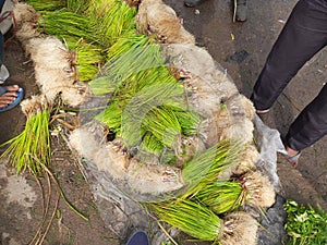 Onion plant in vegetable market.