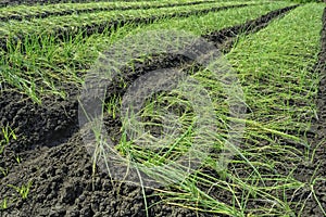 Onion Plantation