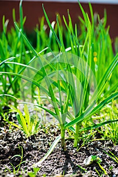 onion plantation in the vegetable garden