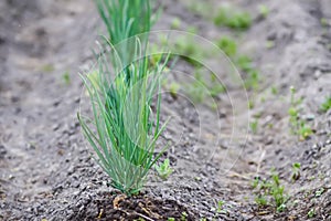 Onion plantation in the vegetable garden. Organic farm vegetables growing in soil