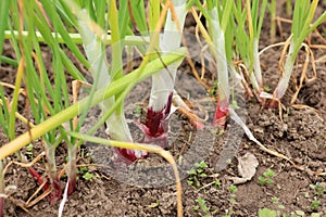 Onion plants