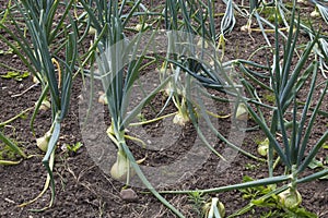 Onion plants growing in ground