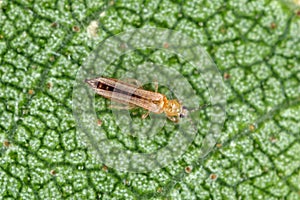 The onion, the potato, the tobacco or the cotton seedling thrips - Thrips tabaci order Thysanoptera